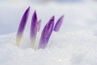 Crocus in the snow