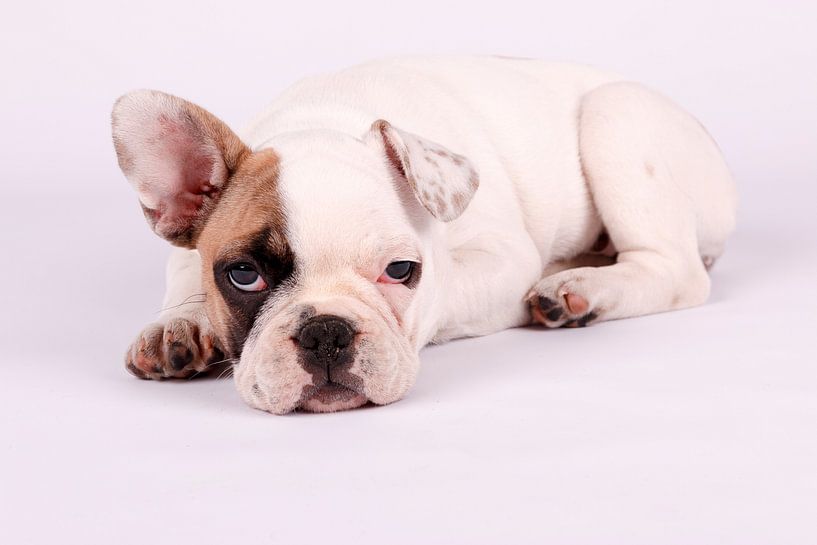 Mollie Franse Bulldog von LUNA Fotografie