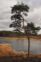 ein einsamer Baum in einem Moor