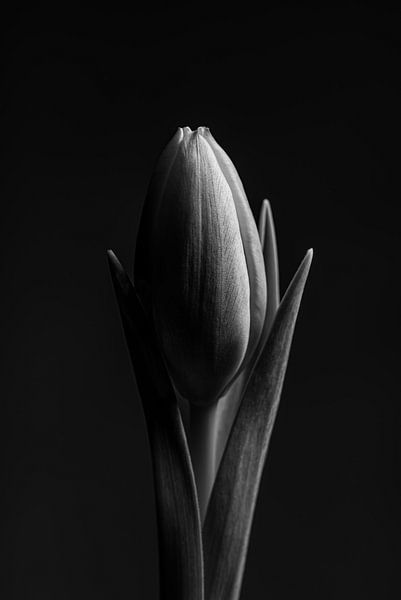 Eine Tulpe (schwarz und weiß) von Marjolijn van den Berg