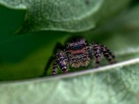 springspin tussen bladeren