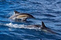 Delphinus delphis (gewone dolfijn)