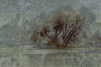 Stimmungsvolle Bäume Boswachterij Dorst