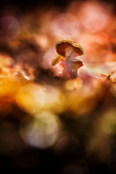 Ein bisschen Magie von Bob Daalder