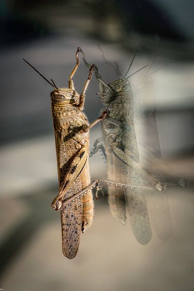 sauterelle sur la fenêtre par Peter Smeekens
