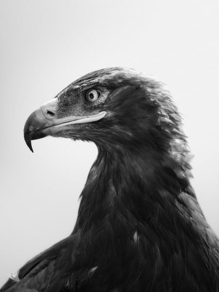 Eagle eye by Joris Machholz