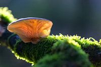 paddenstoel op een tak