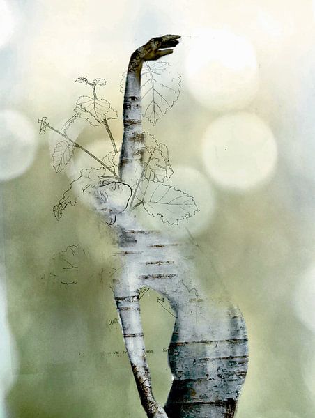 Âmes des arbres - Bouleau dansant par Sara-Lena Möllenkamp