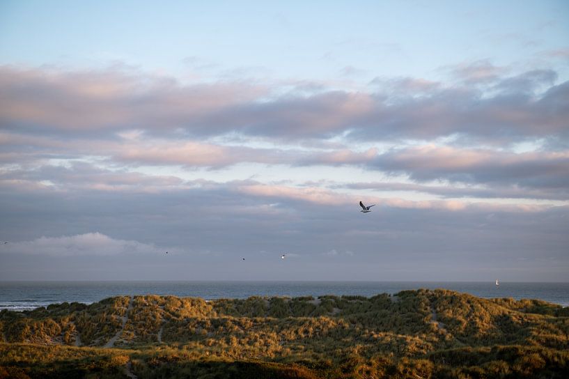 Zeemeeuwen in de vroege ochtend van Wendy de Jong
