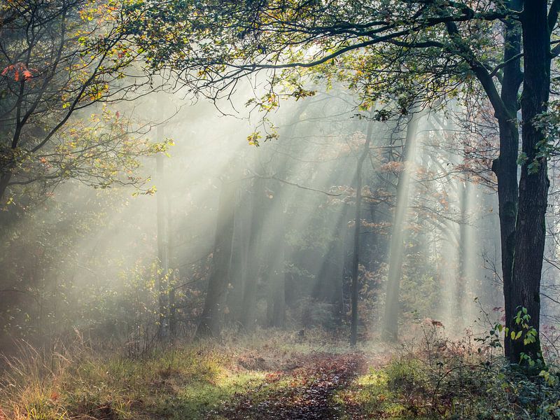 Es regnet Sonnenschein. von Ron Hermans