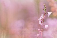 Blume der Heidelandschaft