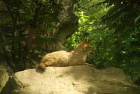 golden jackal on stone