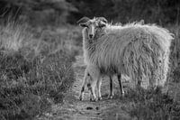 Schafe und Lämmer - schwarz-weiß