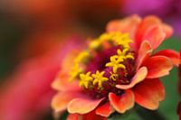 Zinnien