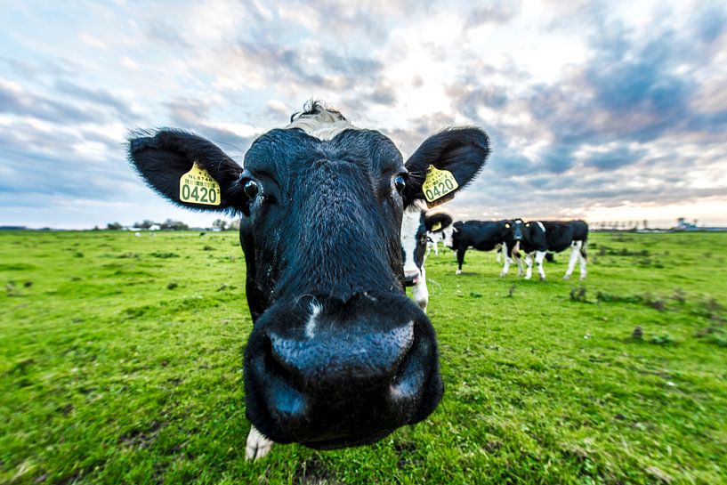 Did you have some by Maurice B Kloots