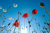 Mohn und Gänseblümchen, bodennah in voller Sonne fotografiert