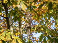 Long-eared owl in autumn