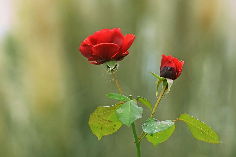 Des Sommers letzte Rosen von Wiltrud Schwantz