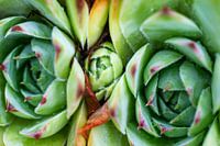 Siamesische Zwillinge saftig