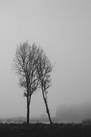 Winter trees. Landscape. Black and white
