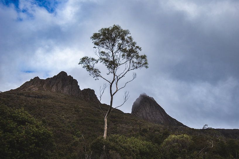 Arbre de la montagne du berceau par Ronne Vinkx