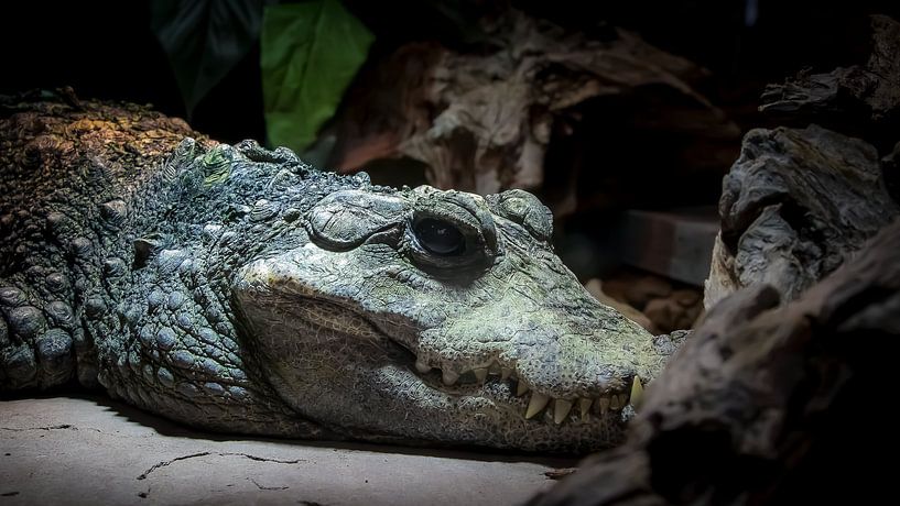 I see you nr 2 by Irma Heisterkamp