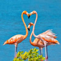 Flamingo Bonaire