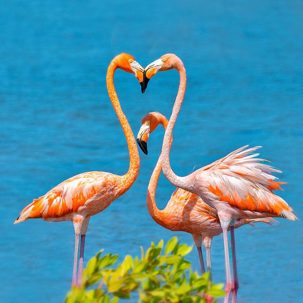 Flamingo Bonaire by Nicole Jagerman