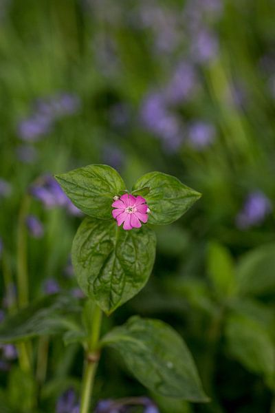 Roze bloem in een zee van paarse bloemen by Ronald De Neve
