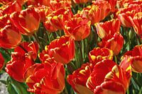 Tulip field In Voorhout