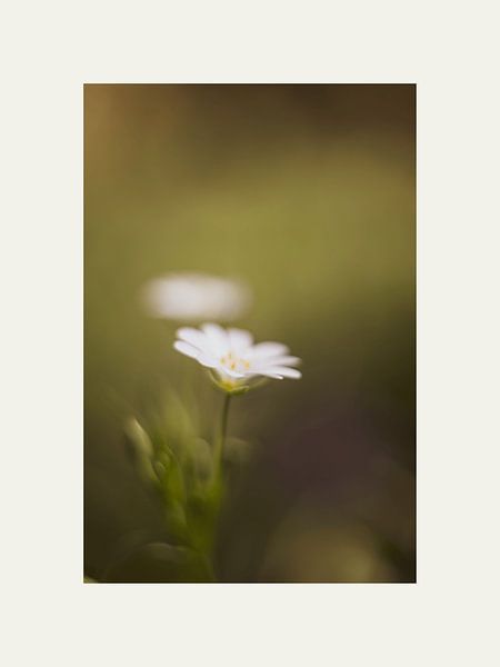 Fleur tendre par @Unique