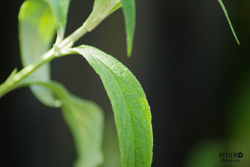 Natürliches Blatt von Gabriella Sidiropoulos