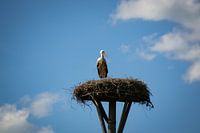 Der Storch und sein Nest