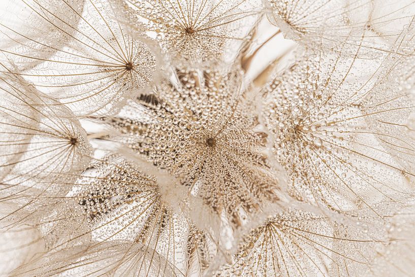 Rural natural tranquillity: Drops on a fluff ball by Marjolijn van den Berg