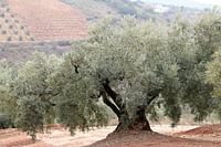 Olive landscape in Andalusia.