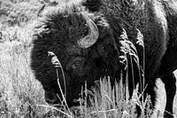 Bison dans le parc national de Yellowstone