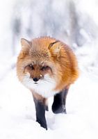 Fuchs im schnee