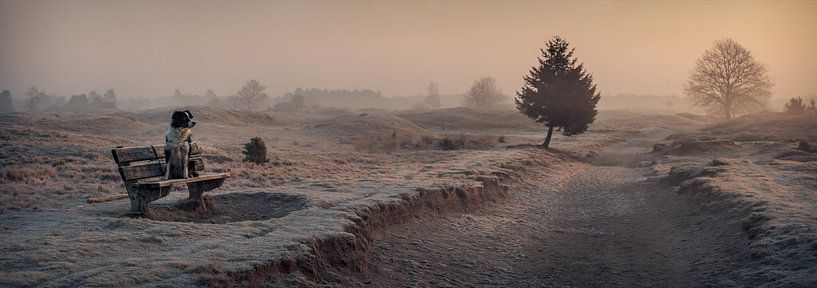Border-Collie rests on a bench admiring the sunrise at Appelscha by Luis Boullosa