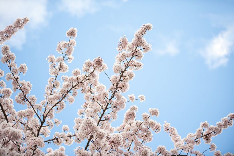 Branches fleuries au printemps par Maria-Maaike Dijkstra