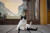 Der König der Straße: lustige schwarz-weiße Katze an der Algarve, Portugal