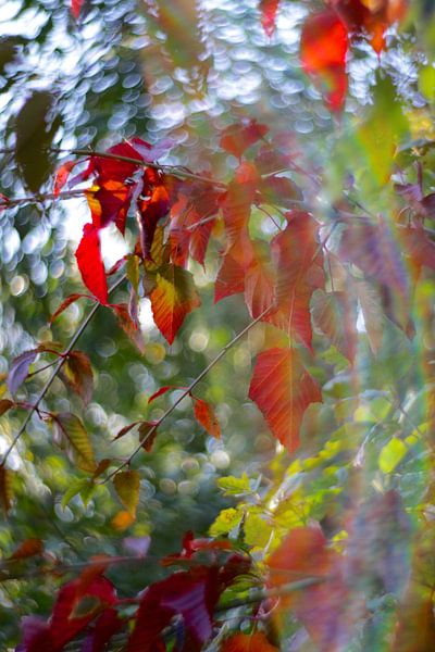 Automne par Marianna Pobedimova