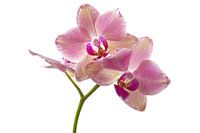 Orchid