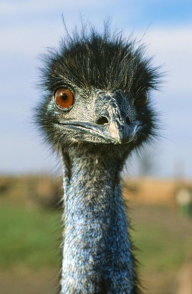 Neugieriger Emu in Victoria, Australin von Hilke Maunder