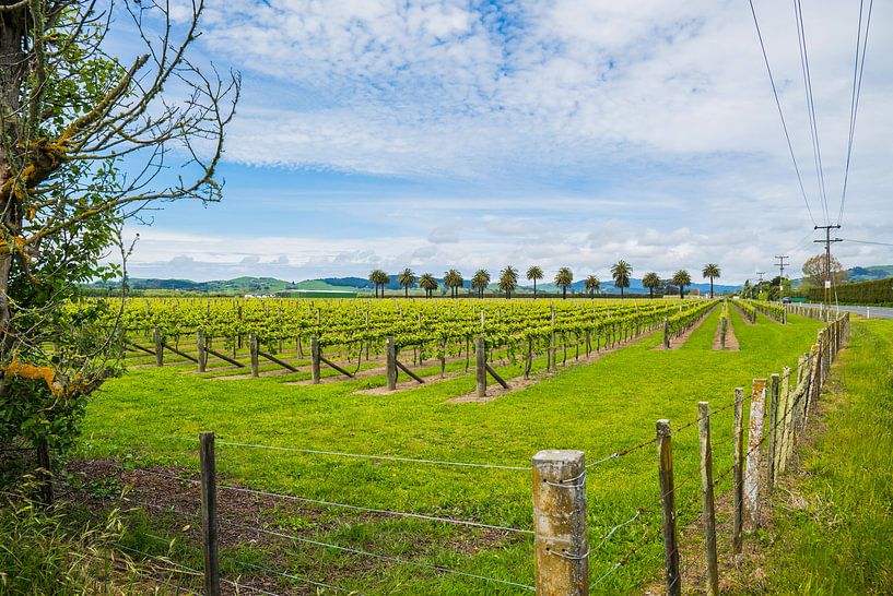 WIjnveld Nouvelle-Zélande par Ivo de Rooij