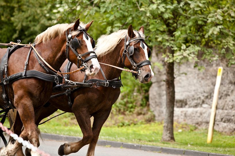 Im Gespann par Harald Schottner