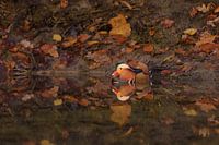 Mandarinen-Ente in Herbststimmung