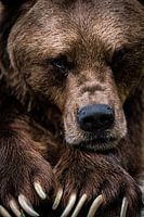 Ich habe auch Gefühle