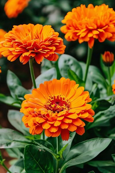 see-through by Imperial Art House