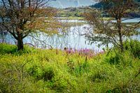 bird lake kennemer dunes