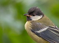 Porträt - Kohlmeise